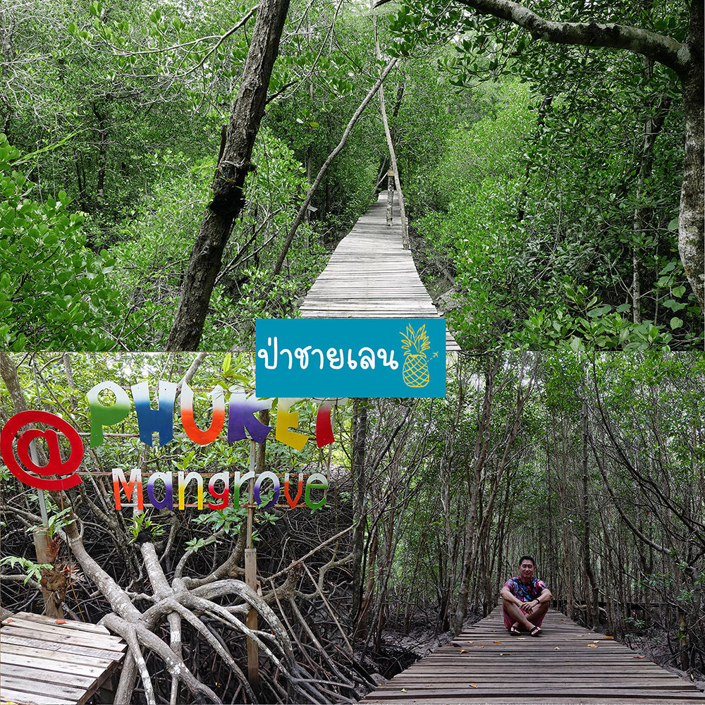 ป่าชายเลน ท่าฉัตรชัย Mangrove Trail ไม้ขาว ภูเก็ต