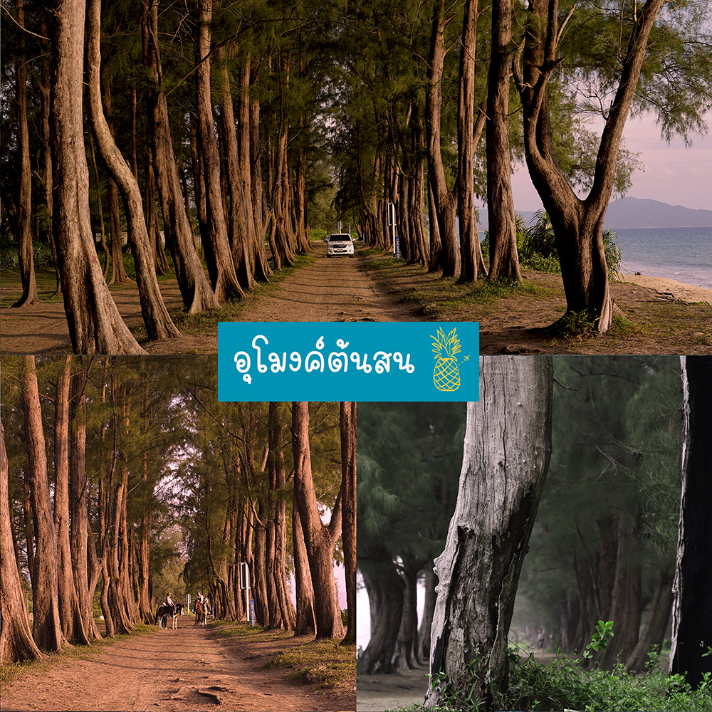 อุโมงค์ต้นสนริมหาดไม้ขาว ภูเก็ต